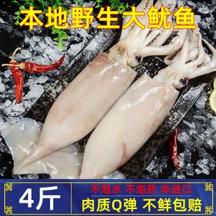 整条本地白皮大鱿鱼鲜活新鲜冷冻阿根廷海捕海鲜烧烤铁板白灼火锅