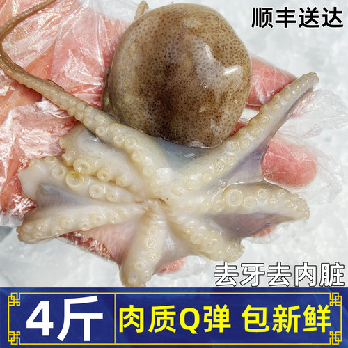 新鲜无冰免清理短腿八爪鱼
