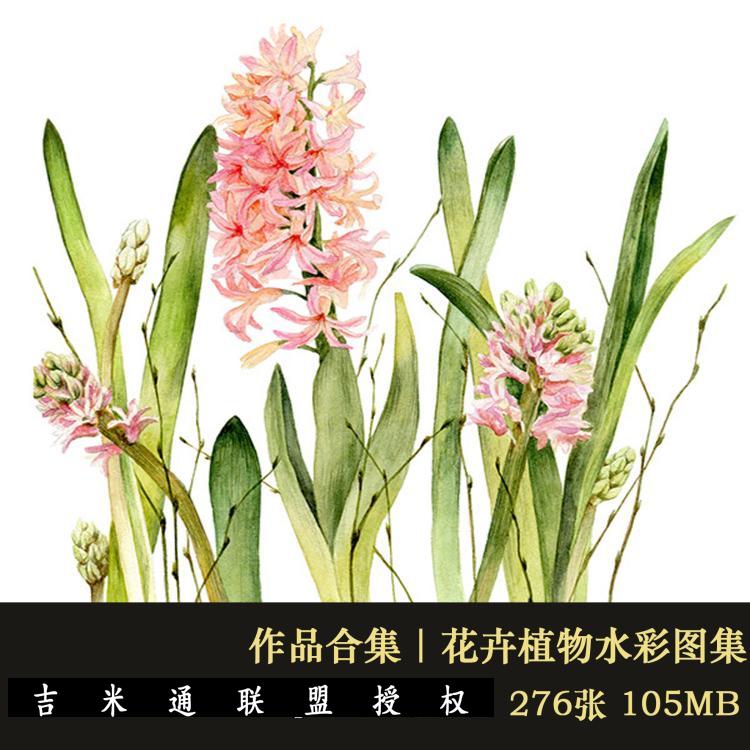 067 小清新水彩花卉植物水彩花卉国外手绘水彩插画临摹素材图片
