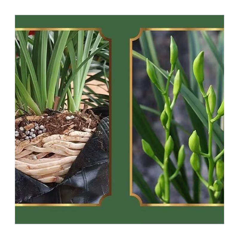 兰花苗建兰四季兰黄金小神童黄花浓香带花苞室内好养易活绿植花卉