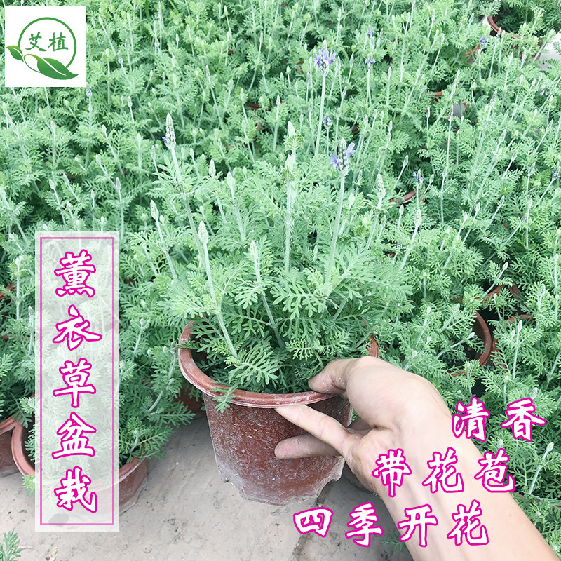 薰衣草盆栽带花苞阳台清香花卉四季开花绿植庭院好养耐寒香草花苗