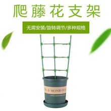 铁环支柱爬藤玫瑰蔷薇盆栽嫁接月季1