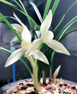 包邮 兰花苗客厅花卉阳台盆栽浓香兰花 春兰雪影 室外种植