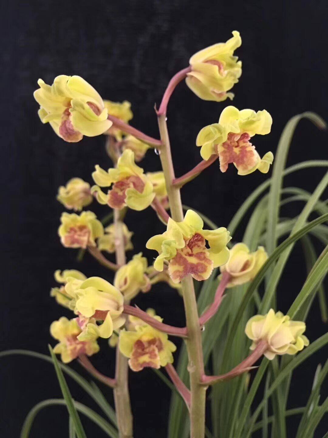 包邮 兰花苗客厅花卉阳台盆栽浓香老种兰花 蕙兰【金祥云】