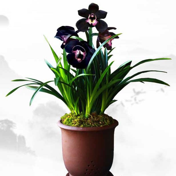 包邮 兰花苗客厅花卉阳台绿植盆栽浓香老种兰花墨兰【黑雪姬】