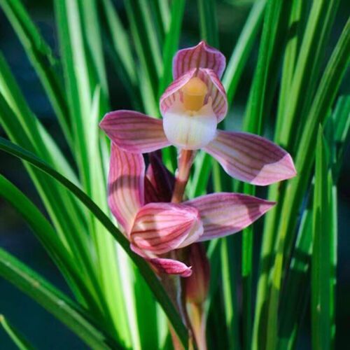 兰花苗客厅花卉阳台绿植盆栽老种兰花莲瓣兰 人面桃花 自然种植