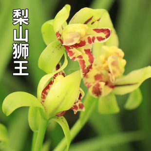兰花建兰四季兰 梨山狮王 奇花 室内外办公室植物盆栽花卉绿植
