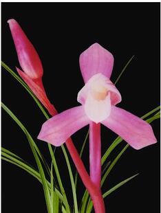 包邮 兰花苗客厅花卉阳台盆栽浓香老种兰花 春兰【红河谷】