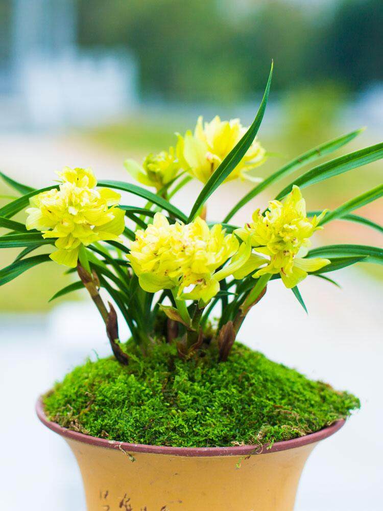 浓香奇花兰花云南阳台盆栽自然老种兰花苗春兰 黄金牡丹 当年开花