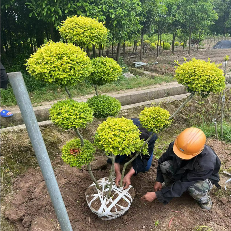 定制亮晶女贞造型树柠檬之光耐寒耐冻花园庭院别墅四季常青大型植