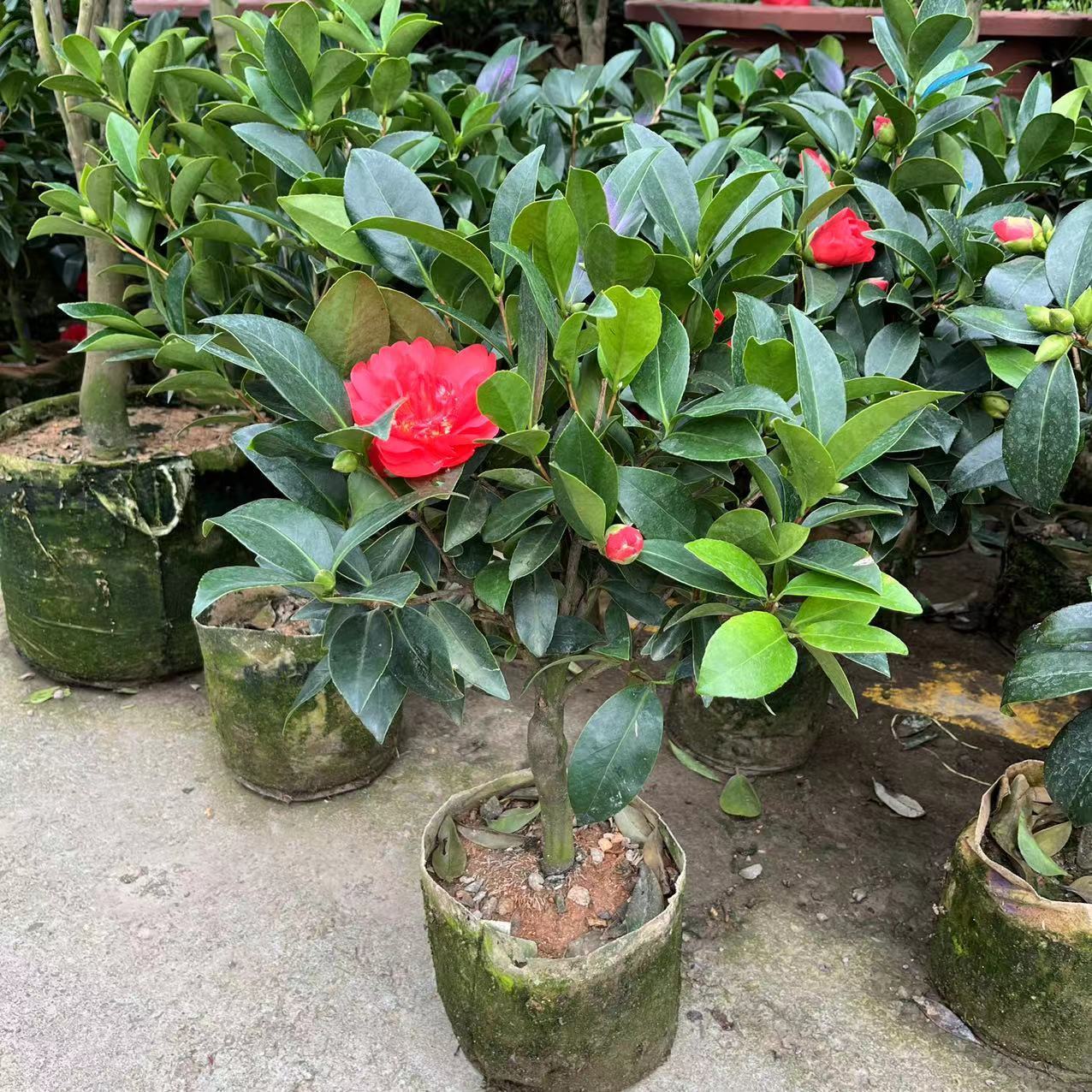 四季茶花夏日七心树苗盆栽带花苞重瓣新品种阳台植物花卉开花不断