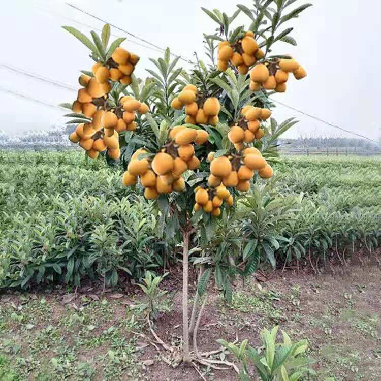 枇杷树苗树嫁接无核南北方种植果树果苗砂糖大五星枇杷苗当年结果