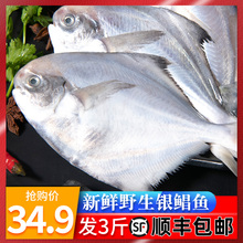 海鲜鱼舟山燕鱼武昌鱼大小东海野生银白仓鱼平鱼鲳鱼新鲜鲜活冷冻