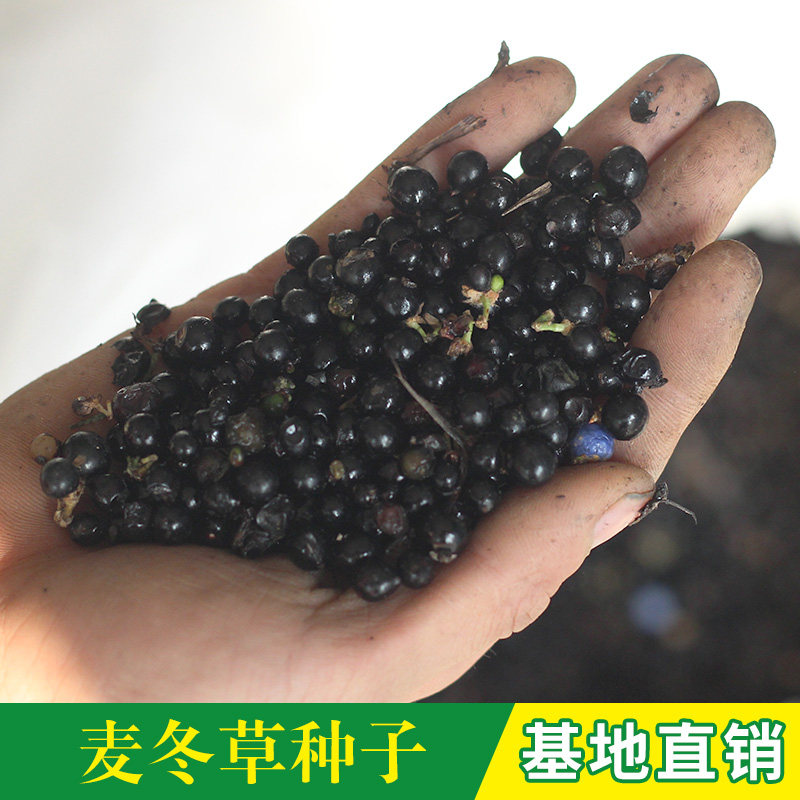 日本麦冬草新采玉龙草种子金边麦冬草 牧草种子矮麦冬草种子草坪