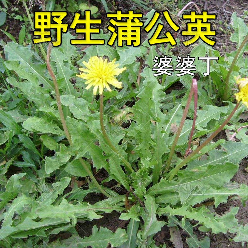 野生蒲公英种籽的子植婆丁浦