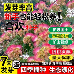 新采银合欢种子金合欢红花合欢树种子燃料和木料于一身落叶小乔木