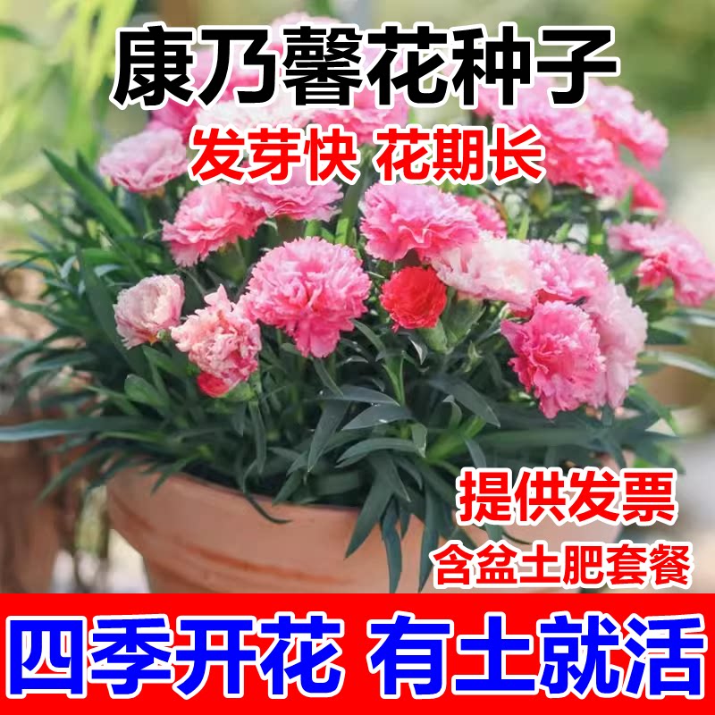 康乃馨种子室内四季种易活盆栽花卉室外开花花种子花草植物花籽孑