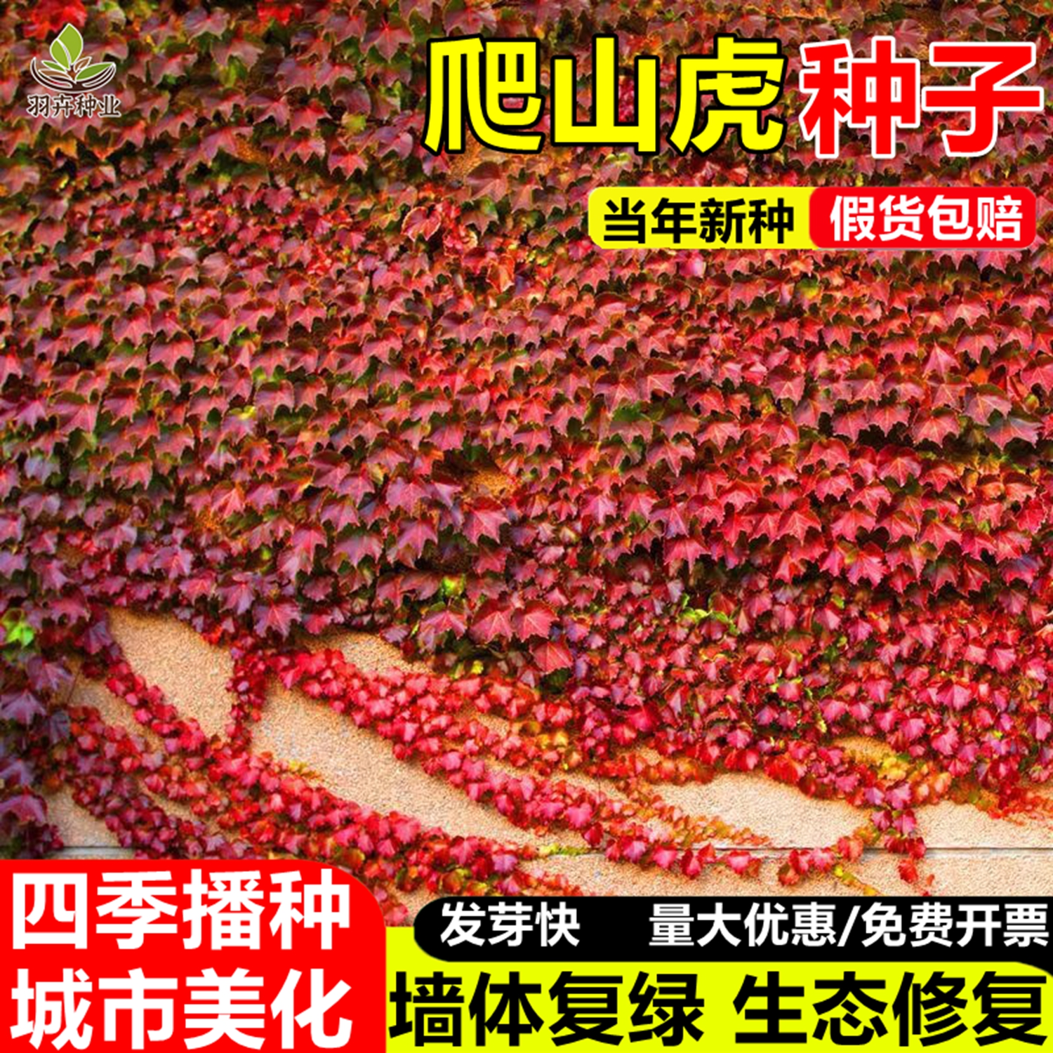 爬山虎种籽五角星花花种籽子四季易活花卉种孑喇叭花爬藤植物花籽