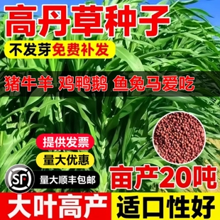 进口杂交高丹王草籽四季高产型牧草苏丹草种子喂猪牛羊鸡鸭鹅鱼草