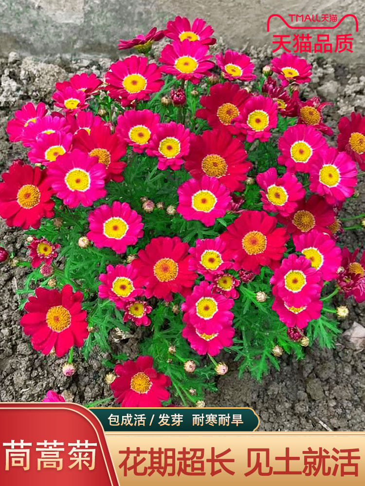 茼蒿菊种子 木春菊 木茼蒿花种子多年生四季播金黄色木茼蒿