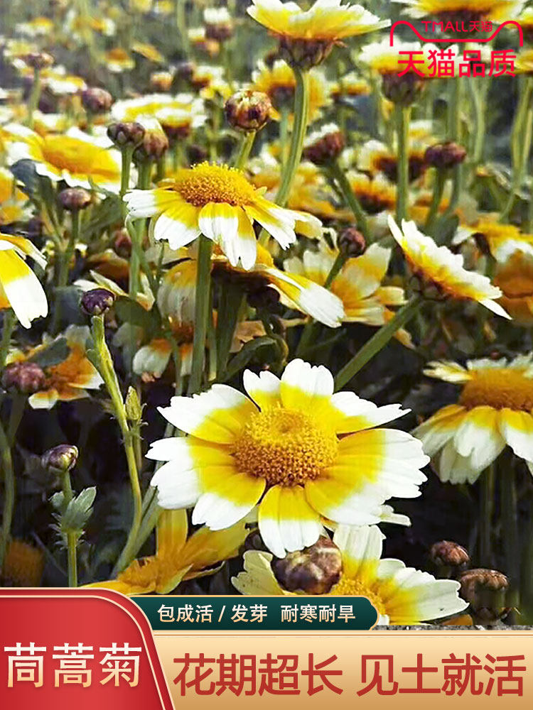 茼蒿菊种子玛格丽特系列品种 花卉景室内阳台栽植 四季可播种