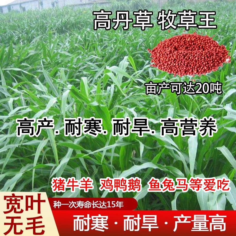 杂交高丹王草种子黑麦草种籽四季高产牧草种籽喂猪牛羊鱼兔草籽