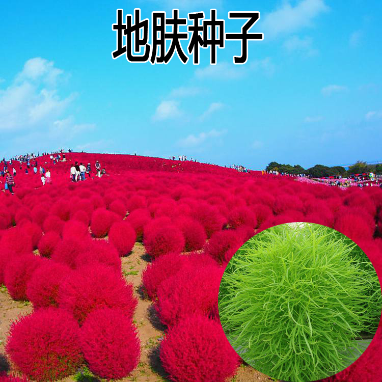 红叶地肤种子绿叶地肤草种子地麦铁扫帚苗菜种子园林景观花海种子