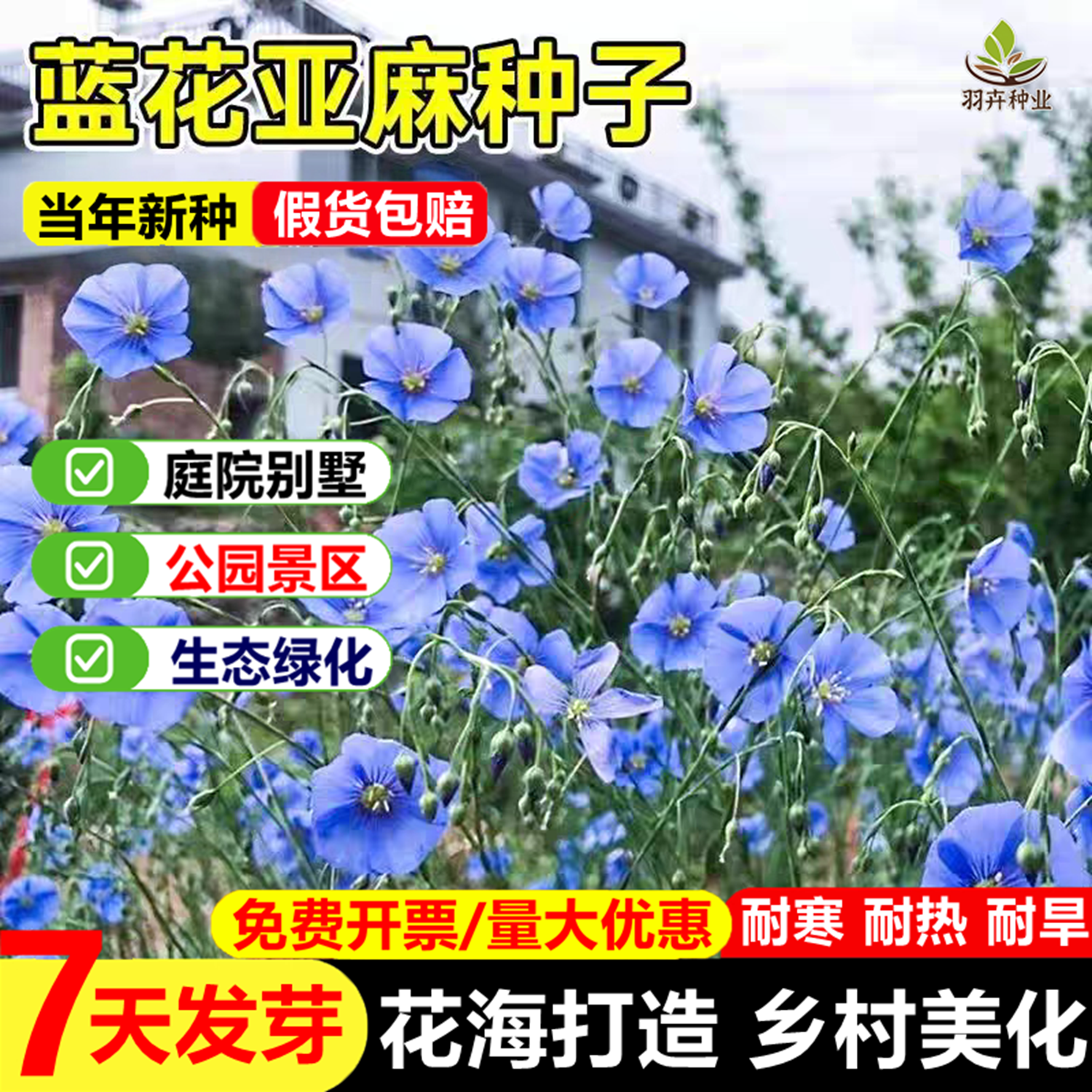蓝花亚麻种子多年生兰花亚麻籽蓝色花卉花海景观矮生草花四季播种
