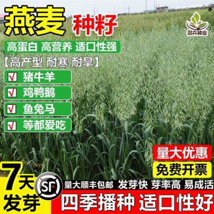 进口高产燕麦草籽四季高产耐寒牧草种子喂养猪牛羊鸡鸭鹅鱼可食用