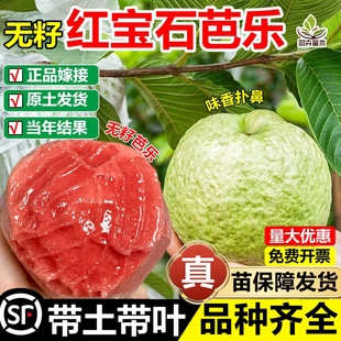 无籽红宝石番石榴嫁接果树苗奶油白心红心草莓芭乐盆地栽四季结果