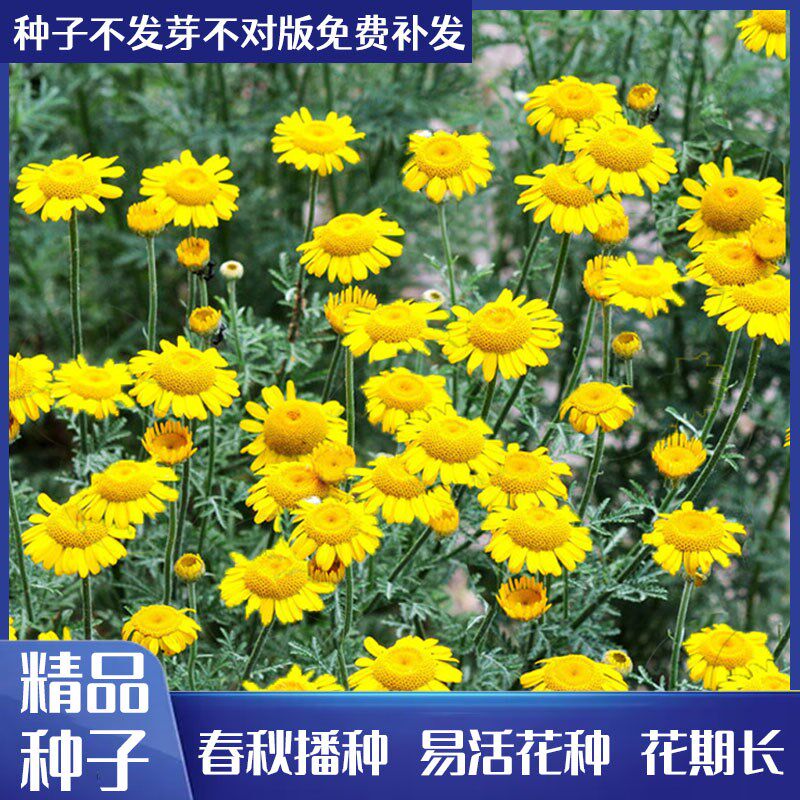 黄晶菊种子春俏菊秋播花卉耐寒鲜花种子园林园艺景观花海草花籽