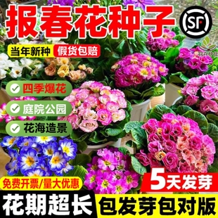 报春花种子四季播种易活花籽年景花七重楼樱草花花种阳台庭院盆栽