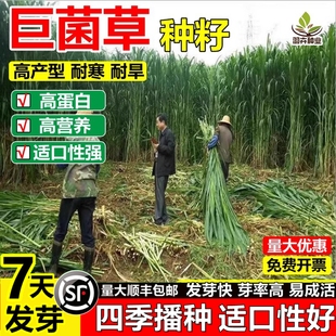 新型高产巨菌草草籽多年生四季耐寒耐旱牧草种子养殖猪牛羊鸡鸭鹅