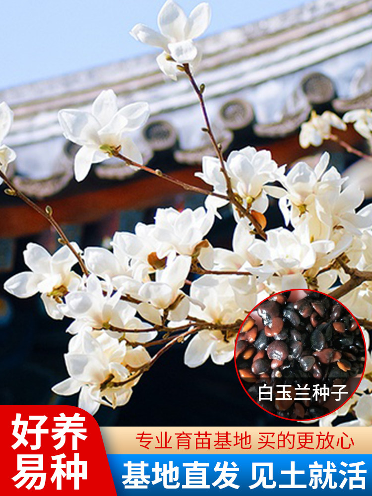 新采玉兰种子紫玉兰花 红玉兰 山玉兰 广玉兰种子 辛夷玉兰树种子