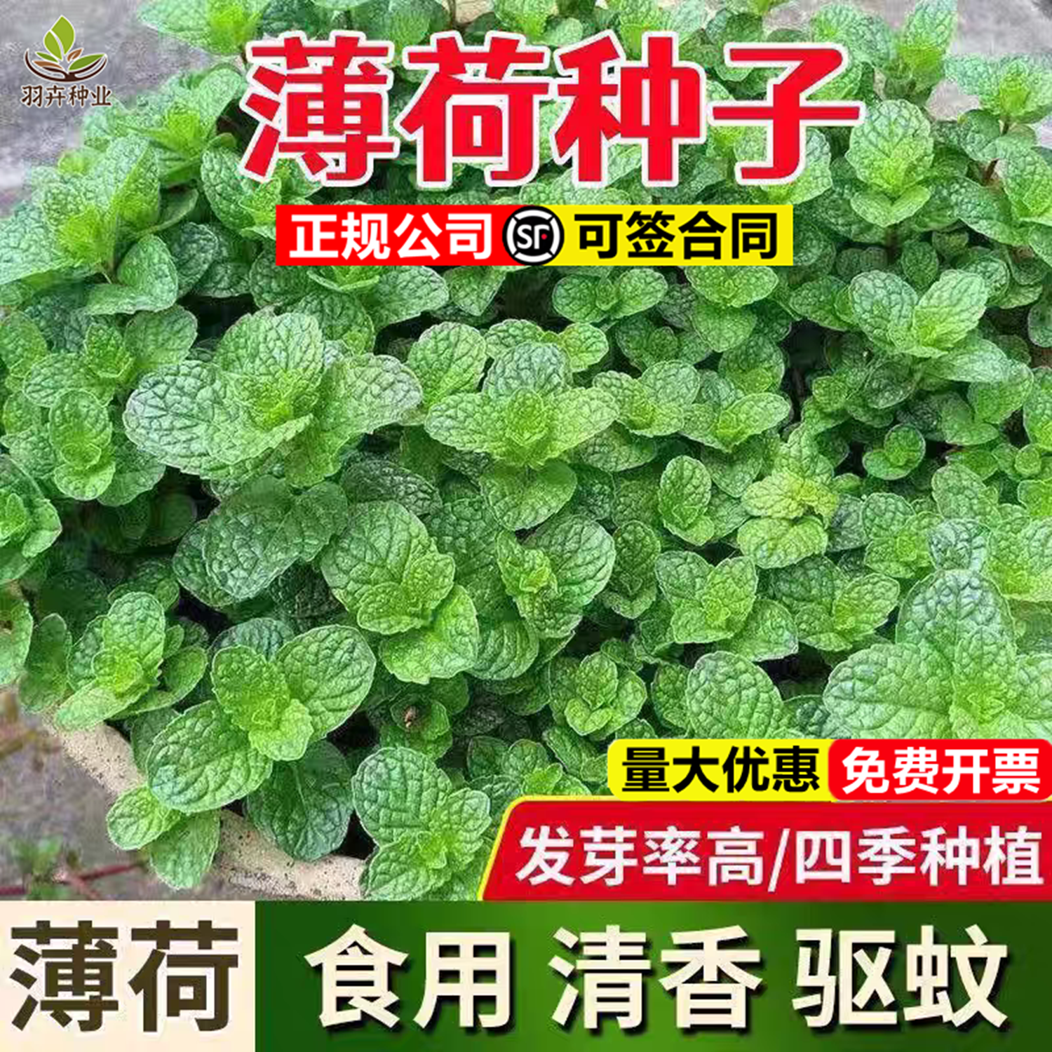 食用香水薄荷种子多年生四季易种室内室外猫薄荷种孑盆栽植物花籽