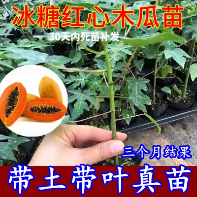 木瓜苗树南方矮化高产雷州冰