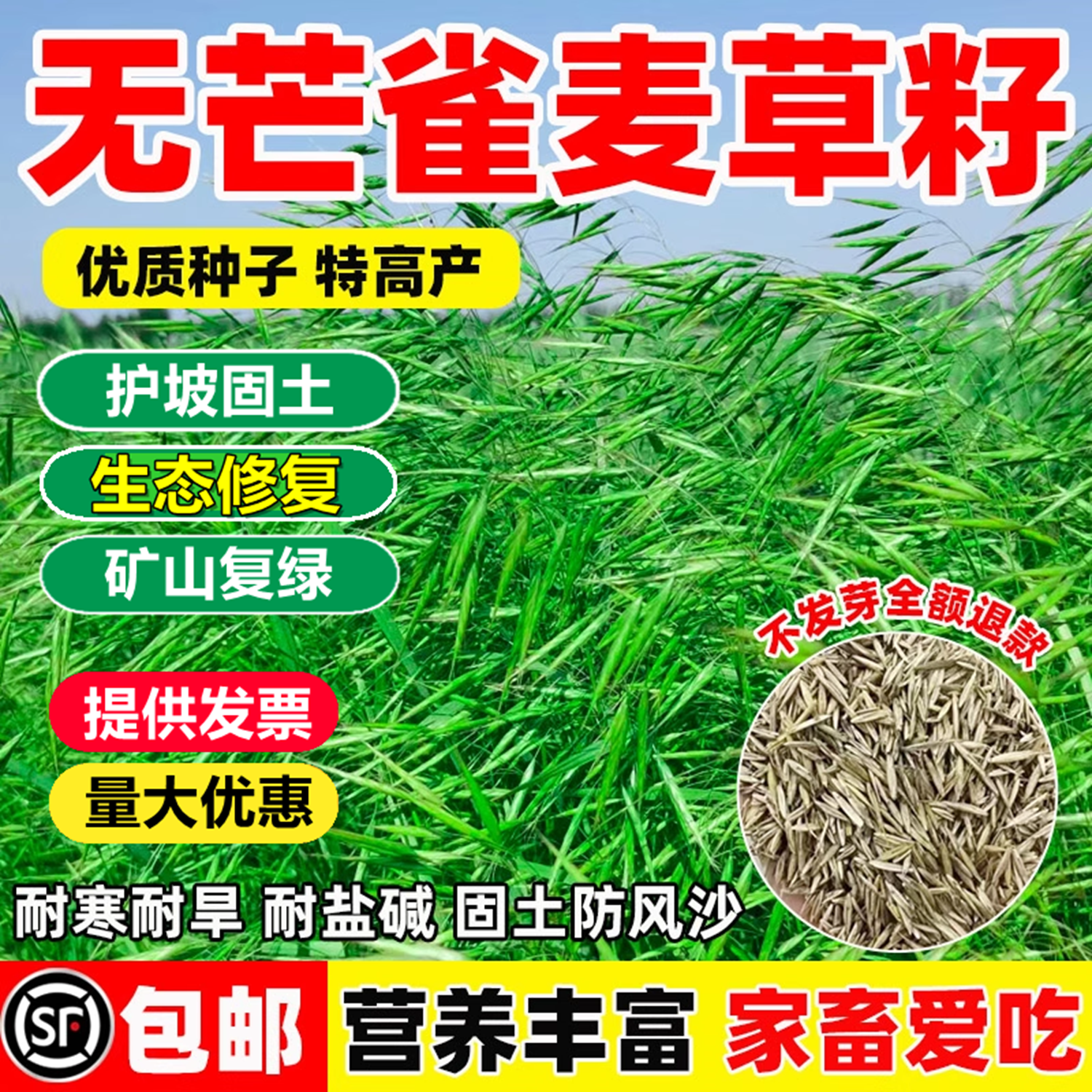 无芒雀麦种子披碱草紫羊茅草籽