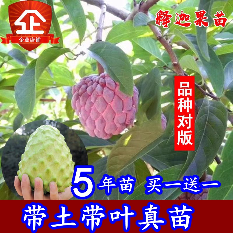 台湾释迦果苗树 嫁接当年结果 南北方种植佛头果苗摩尼红释迦果苗 鲜花速递/花卉仿真/绿植园艺 果树 原图主图