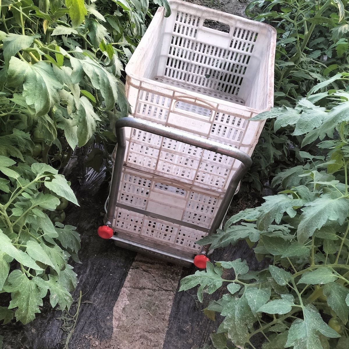 运输姜种车大棚运输黄瓜西红柿各种蔬菜采摘车新款