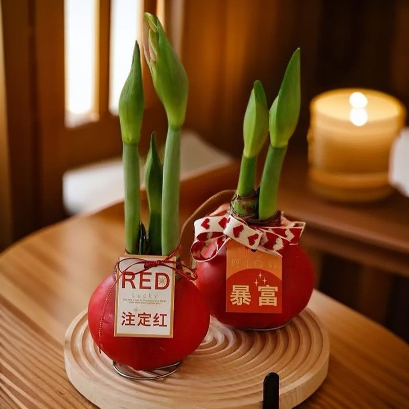 朱顶红蜡球花卉装饰开花年宵花蜡封送人送礼精选