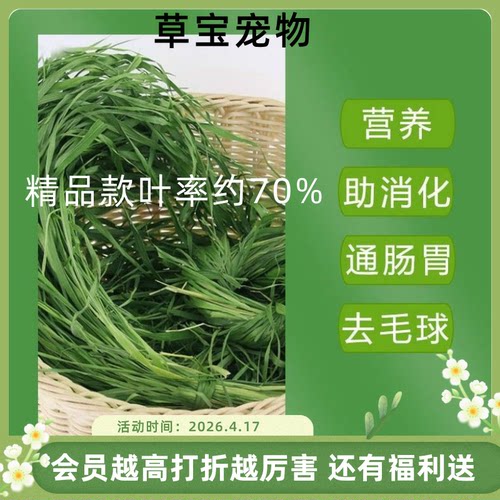 头茬烘干精品高纤维燕麦草荷兰猪粮食宠物草
