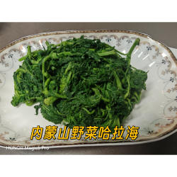 内蒙特产野菜哈拉海克什克腾旗大山野生哈拉海山野菜炖土豆