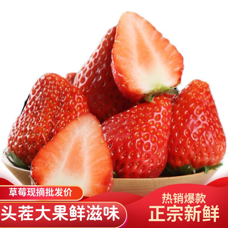 四川大凉山露天大草莓现摘现发巧克力牛奶冬草莓新鲜水果可顺丰使用感如何?
