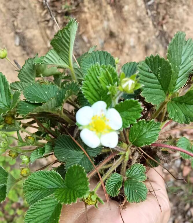 云南中药材草莓白米野草莓苗莓菠桌面绿植