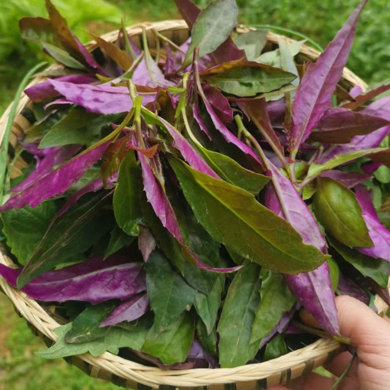 四川紫背天葵血皮菜农家蔬菜新鲜紫背苋菜观音菜红背菜红凤菜嫩叶