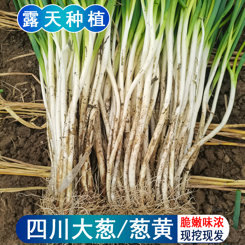 四川大葱新鲜葱黄农家蔬菜自种葱白本地大葱分葱小细葱脆香葱嫩葱 水产肉类/新鲜蔬果/熟食 葱类 原图主图