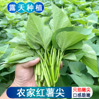 四川农家红薯叶新鲜地瓜叶嫩尖食用红苕尖蕃薯叶现摘时令蔬菜包邮