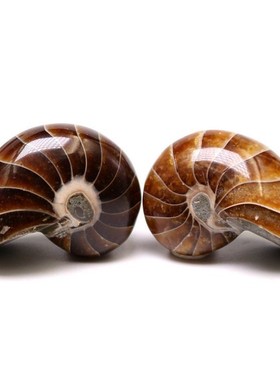 2026古生物化石鹦鹉螺化石头足动物菊石原石斑彩螺科普教学标本奇