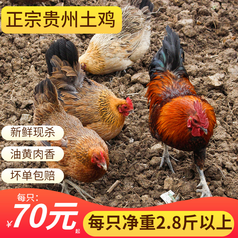 正宗土鸡贵州跑山鸡现杀新鲜农家本地散养月子笨鸡多年老母鸡公鸡