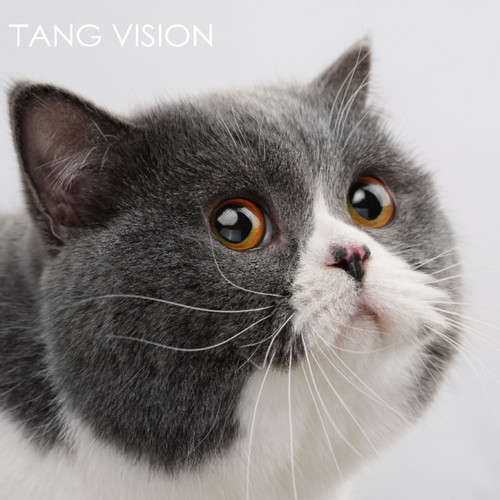 宠物摄影单宠高级肖像写真TANG VISION